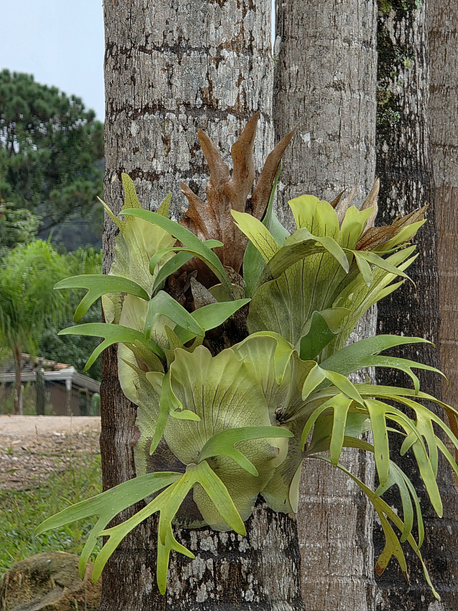 guabiruba