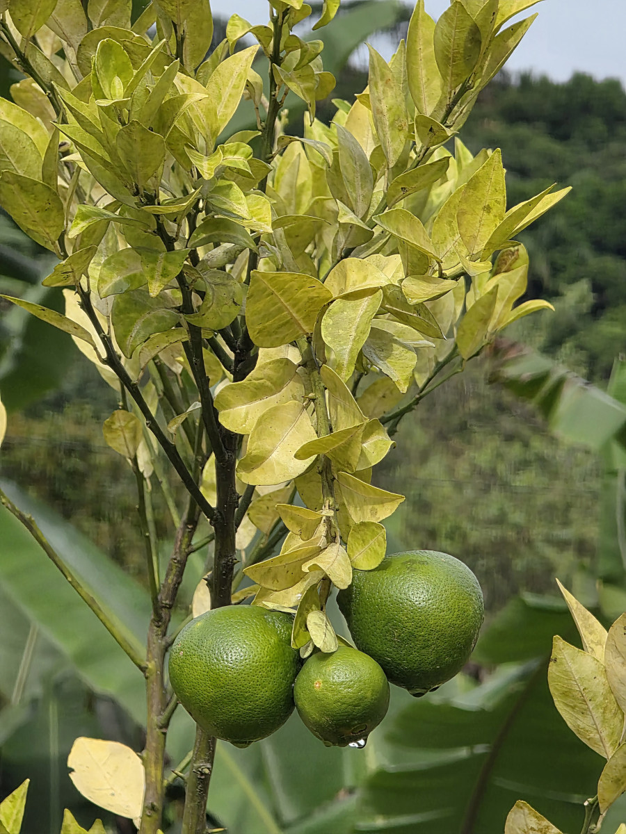 guabiruba