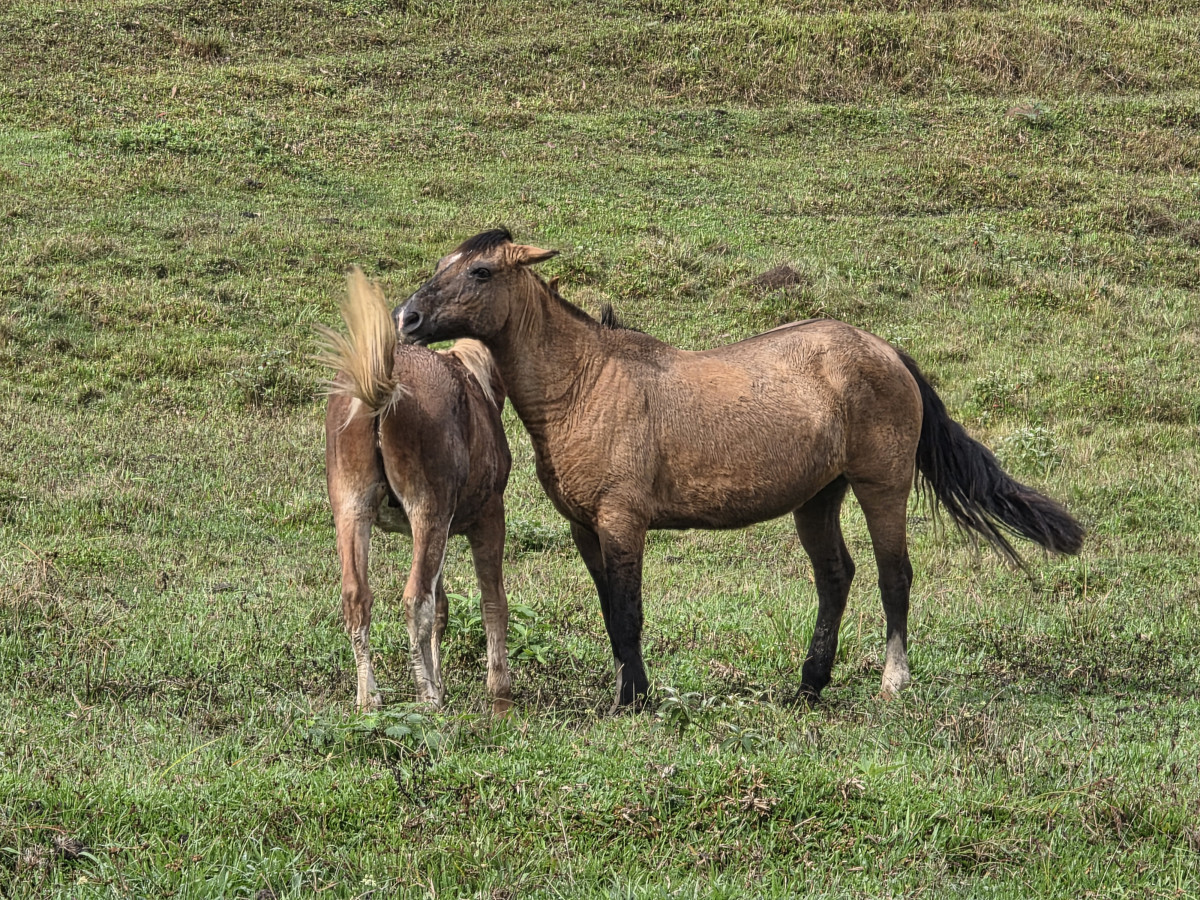 guabiruba