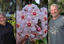 Conheça jardim feito por casal que se tornou atração em Brusque