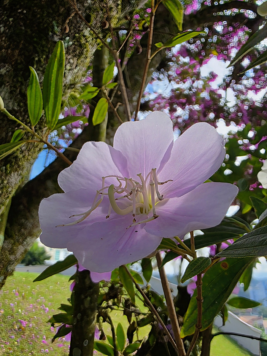 brusque