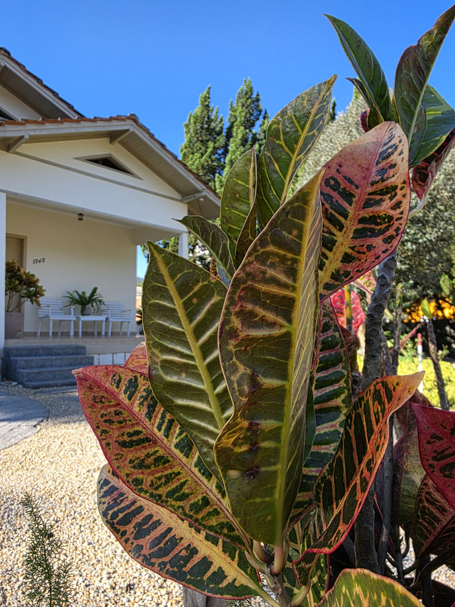guabiruba
