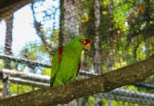 Parque Zoobotânico de Brusque recebe espécie de papagaio ameaçada de extinção