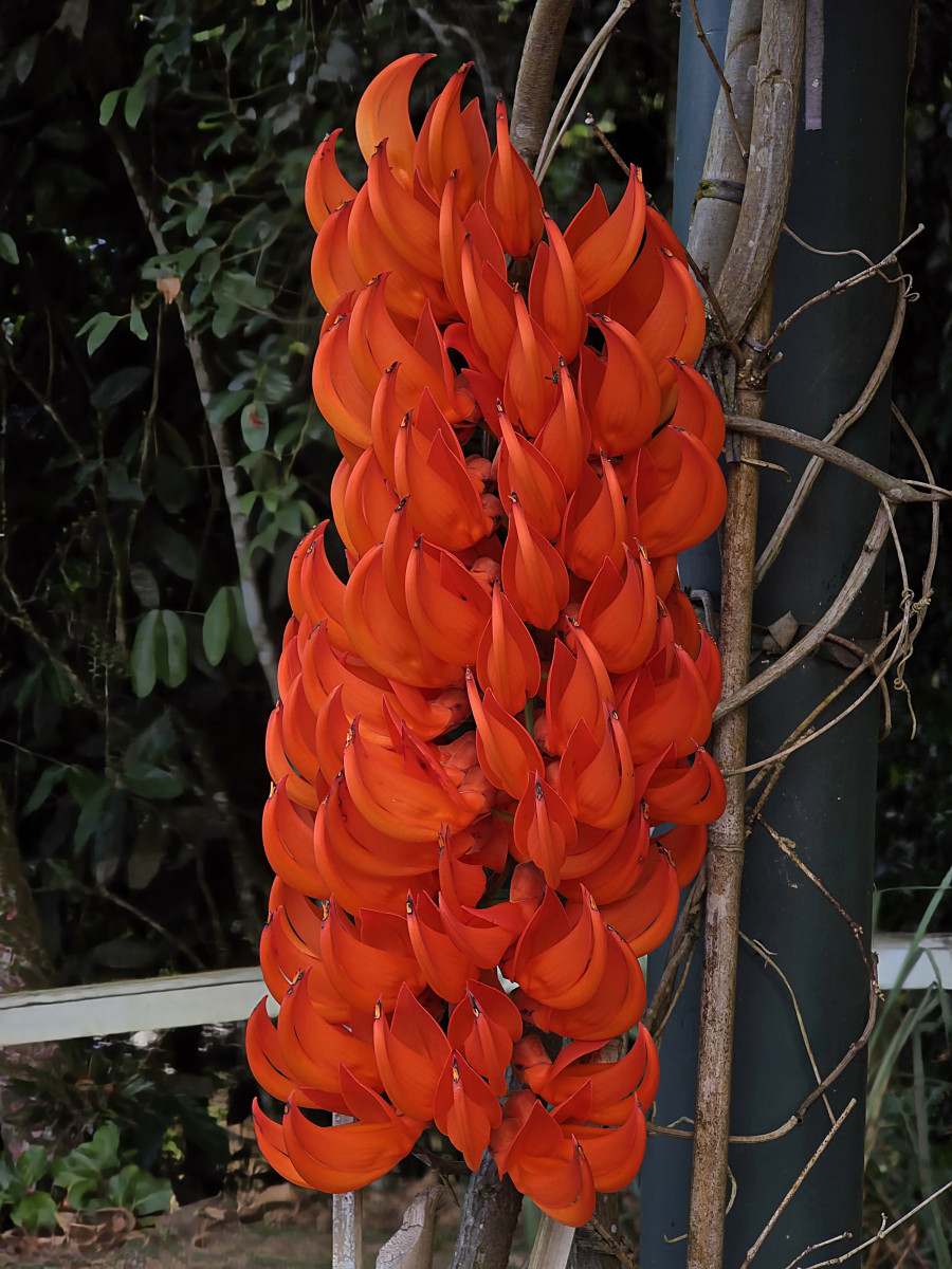 guabiruba