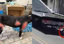 VÍDEO – Homem que arrastou cachorro amarrado em caminhão por 1 km é preso em Blumenau