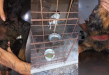 Cães em situação de maus-tratos são resgatados em Botuverá maus-tratos