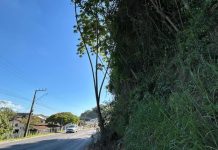 VÍDEO – Risco de queda de árvore na pista preocupa moradores do bairro Dom Joaquim, em Brusque