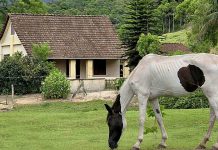 Guabiruba: um olhar sobre o bairro moldado por história e paisagem