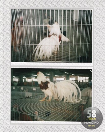 Começa no sábado, 21 de julho, a X Feira de Aves e Pequenos Animais 