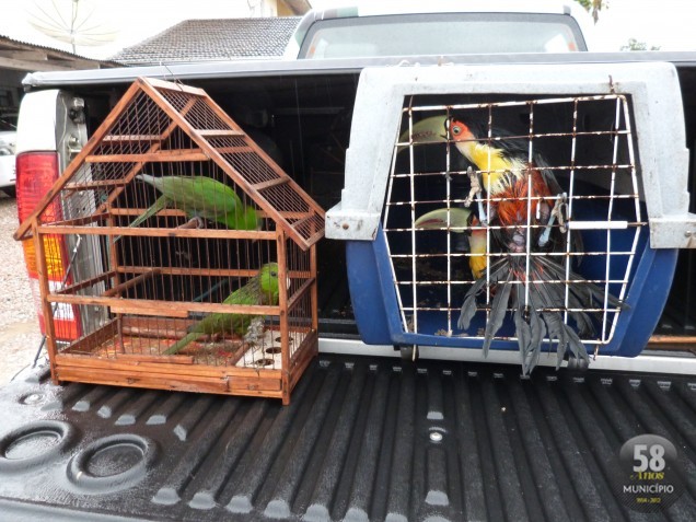 Aves em extinção foram apreendidas em Guabiruba. Na imagem, dois exemplares de Sabiá-Cica e dois de Tucanos, que devem ser devolvidos à natureza 