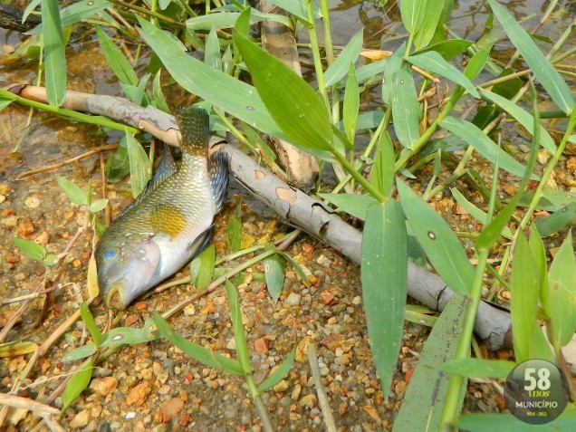 Muitos animais estavam mortos na água e as margens do córrego