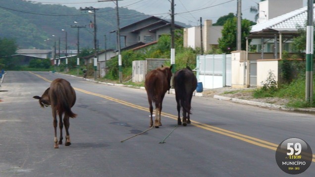 Cavalos ficam dias e noites andando pela rua, trazendo riscos para moradores