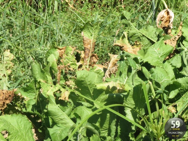 Plantações já começam a sofrer com o calor e a falta de chuva