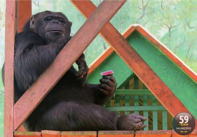Chimpanzé toma sorvete especial para se refrescar