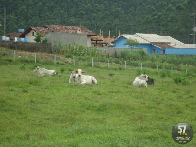 Os produtores de Guabiruba precisam vacinar os animais para evitar o contágio e a proliferação da raiva 